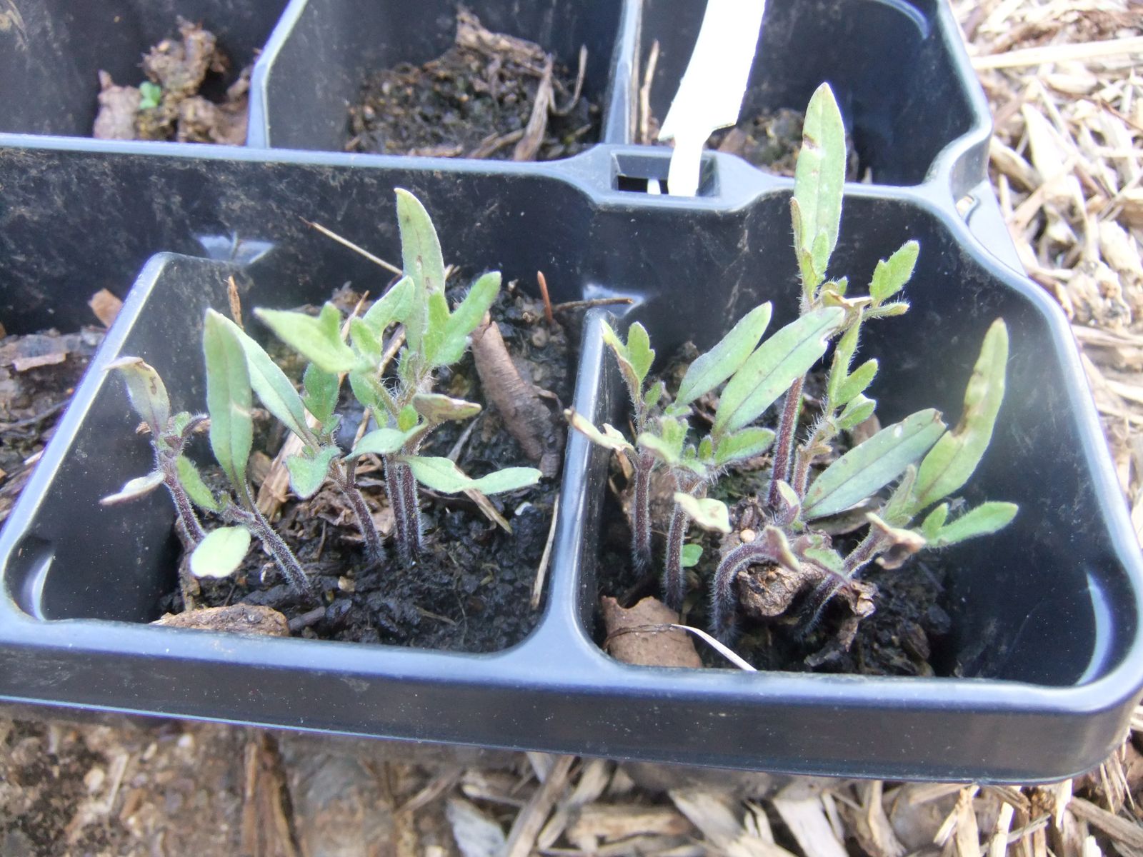 Des nouvelles de mon potager