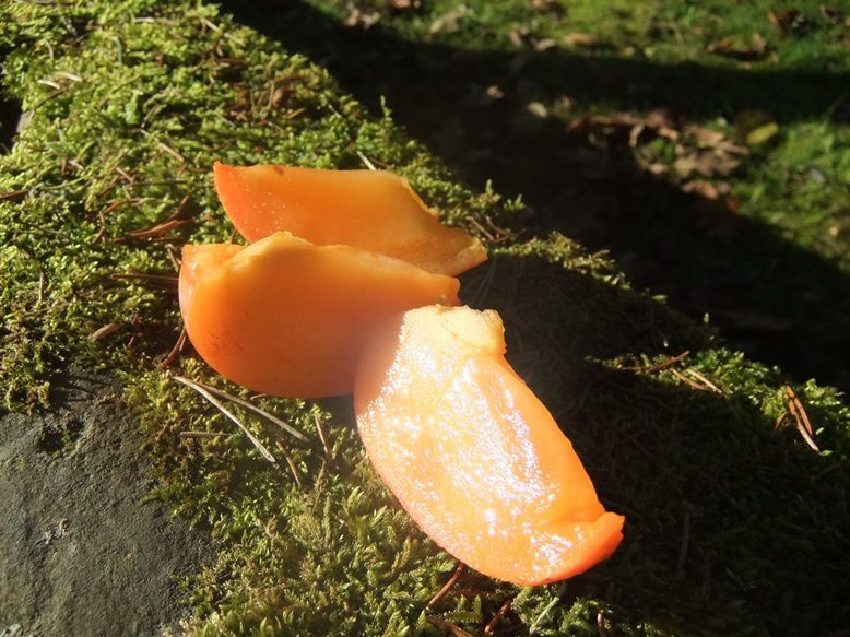 Du soleil, des arbres et des fruits