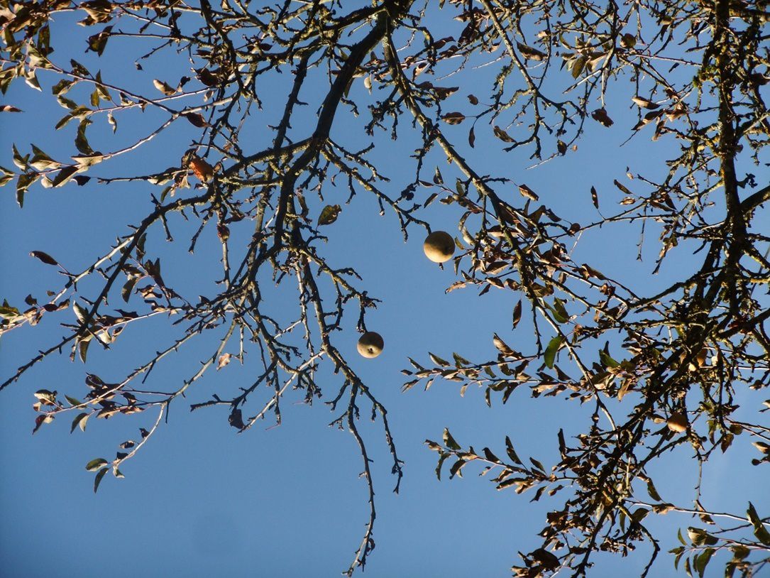 Les dernières pommes, sous un beau ciel bleu...