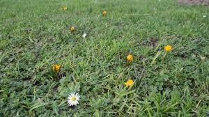 Les premiers crocus montrent leurs feuilles et préparent leurs jolies couleurs...