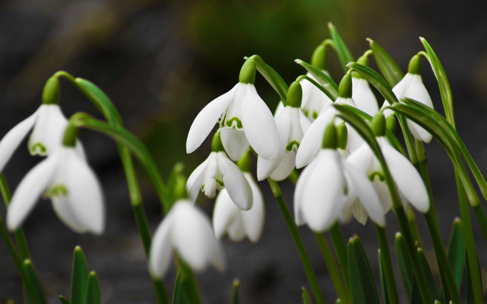 Les perce-neige sont sortis ces jours-ci...