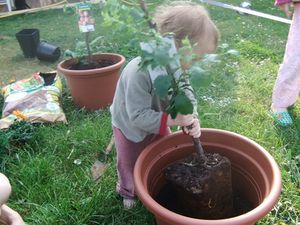 Une forêt comestible en pots !