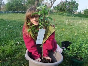 Une forêt comestible en pots !