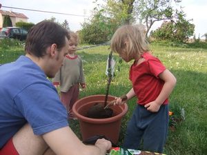 Une forêt comestible en pots !