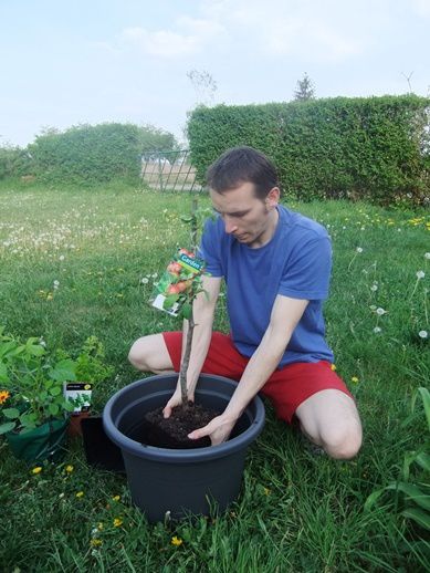 Une forêt comestible en pots !