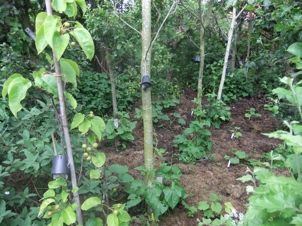 Le jardin-forêt de Mouscron