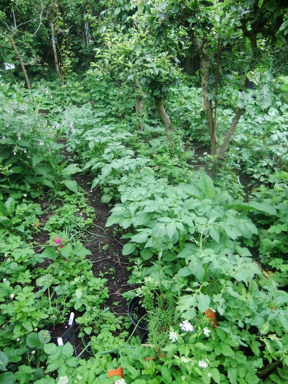 Le jardin-forêt de Mouscron