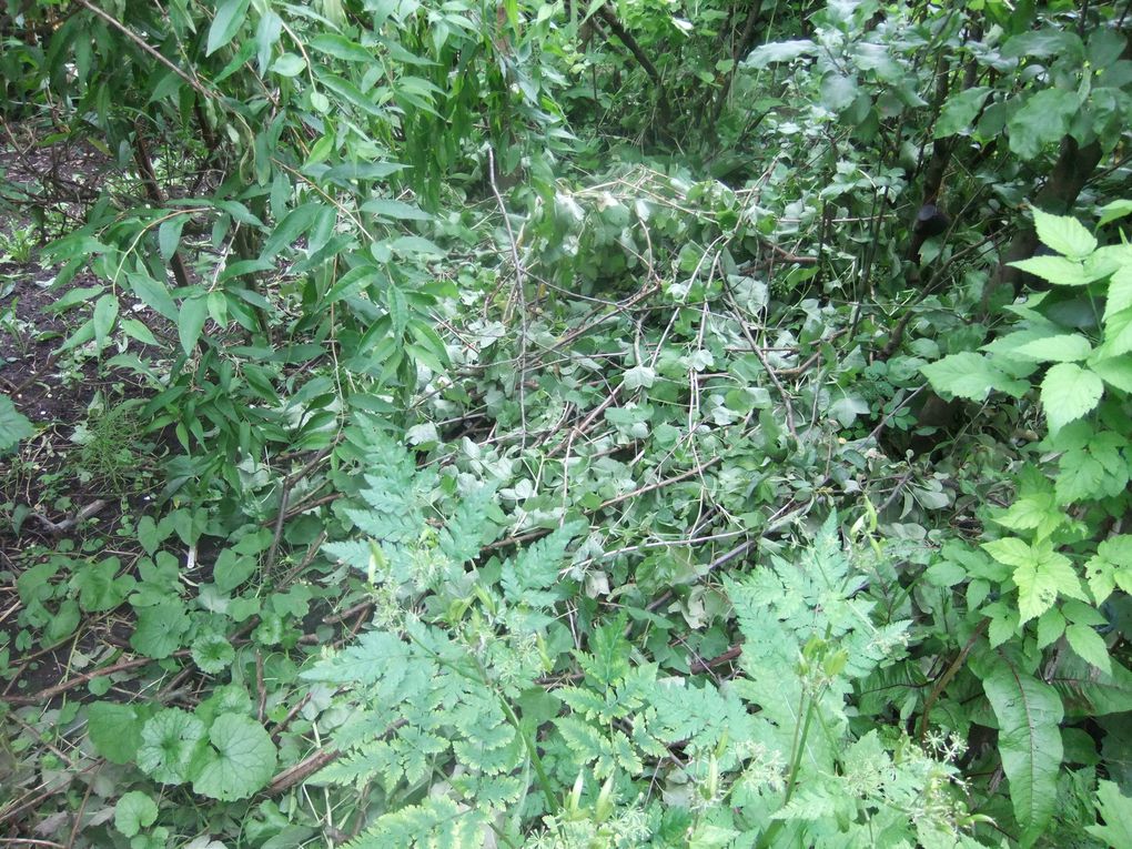 Le jardin-forêt de Mouscron
