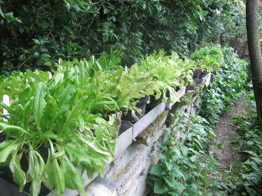 Le jardin-forêt de Mouscron