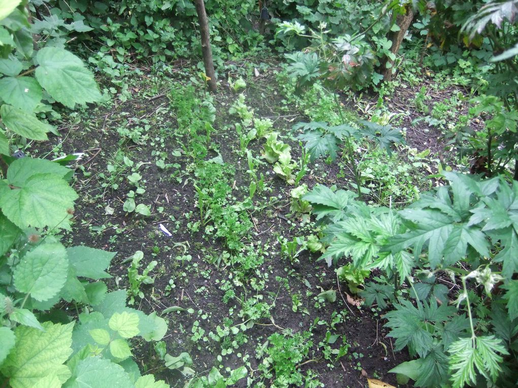 Le jardin-forêt de Mouscron