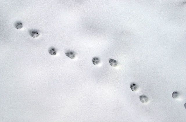 Une chanson pour la neige