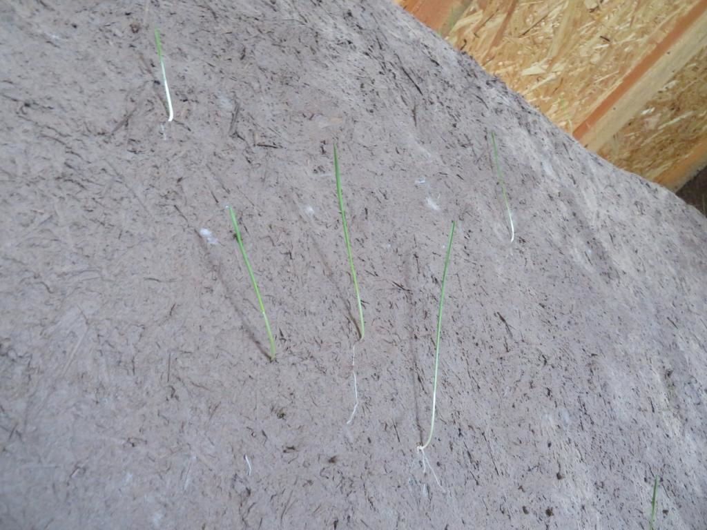 Les grains de blé germent :-) le mur est vivant !